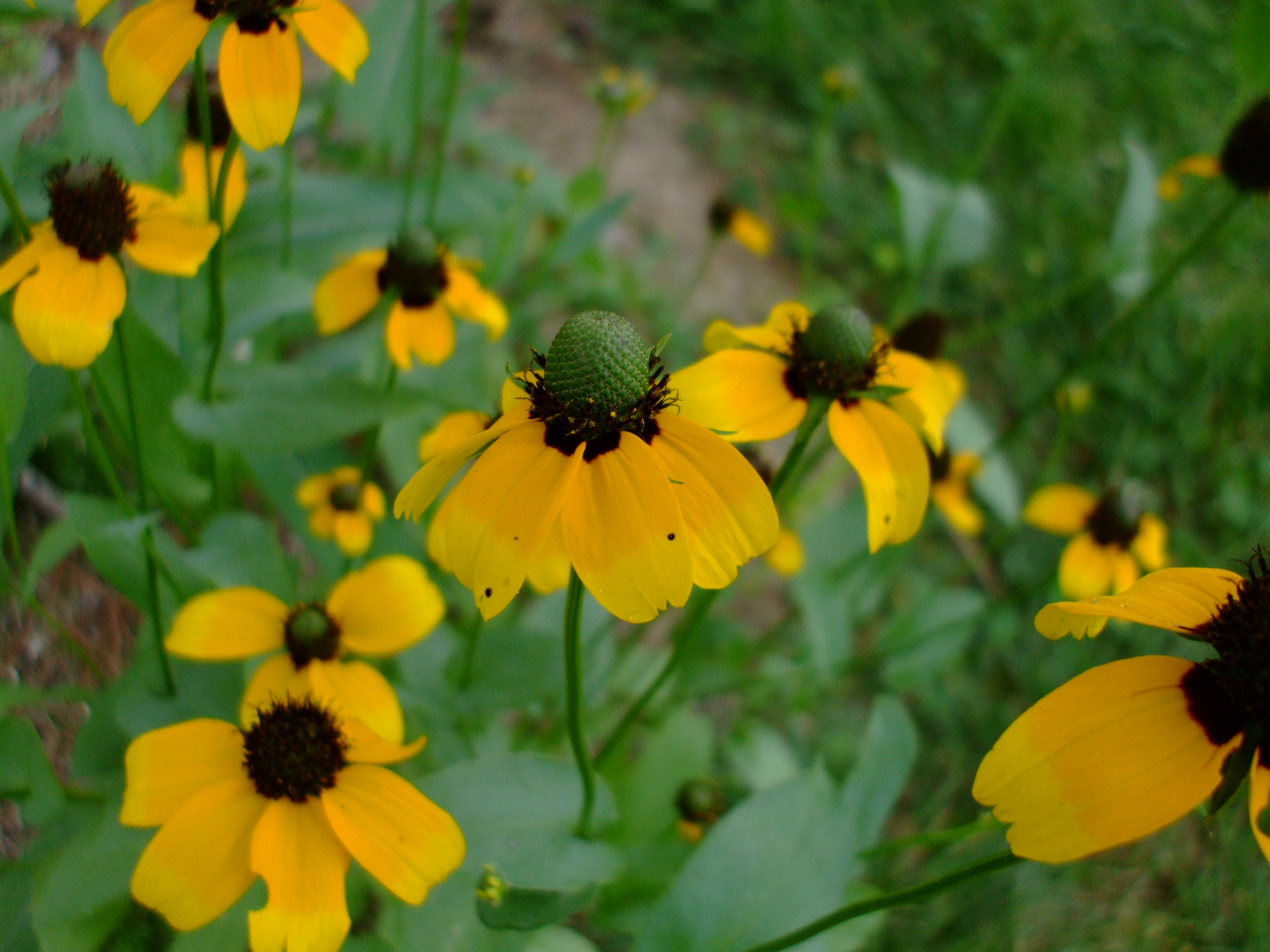 Rudbeckia amplexicaulis